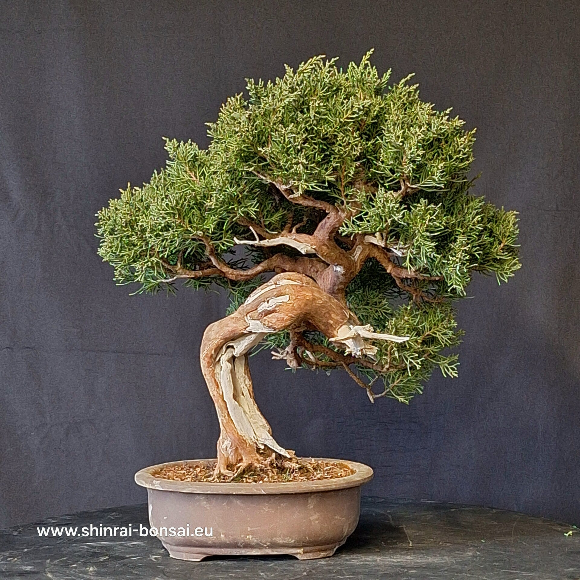 Juniperus horizontalis