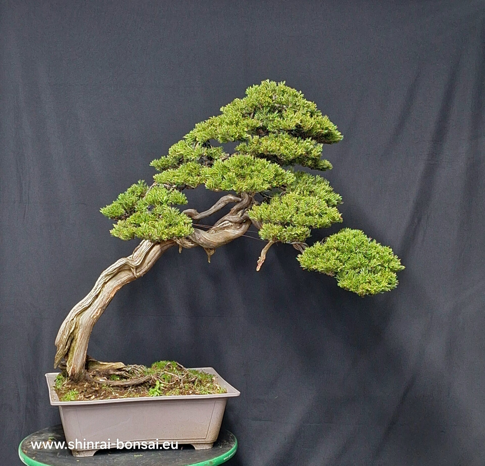 Juniperus Sabina
