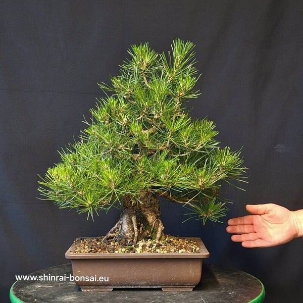Pinus thunbergii