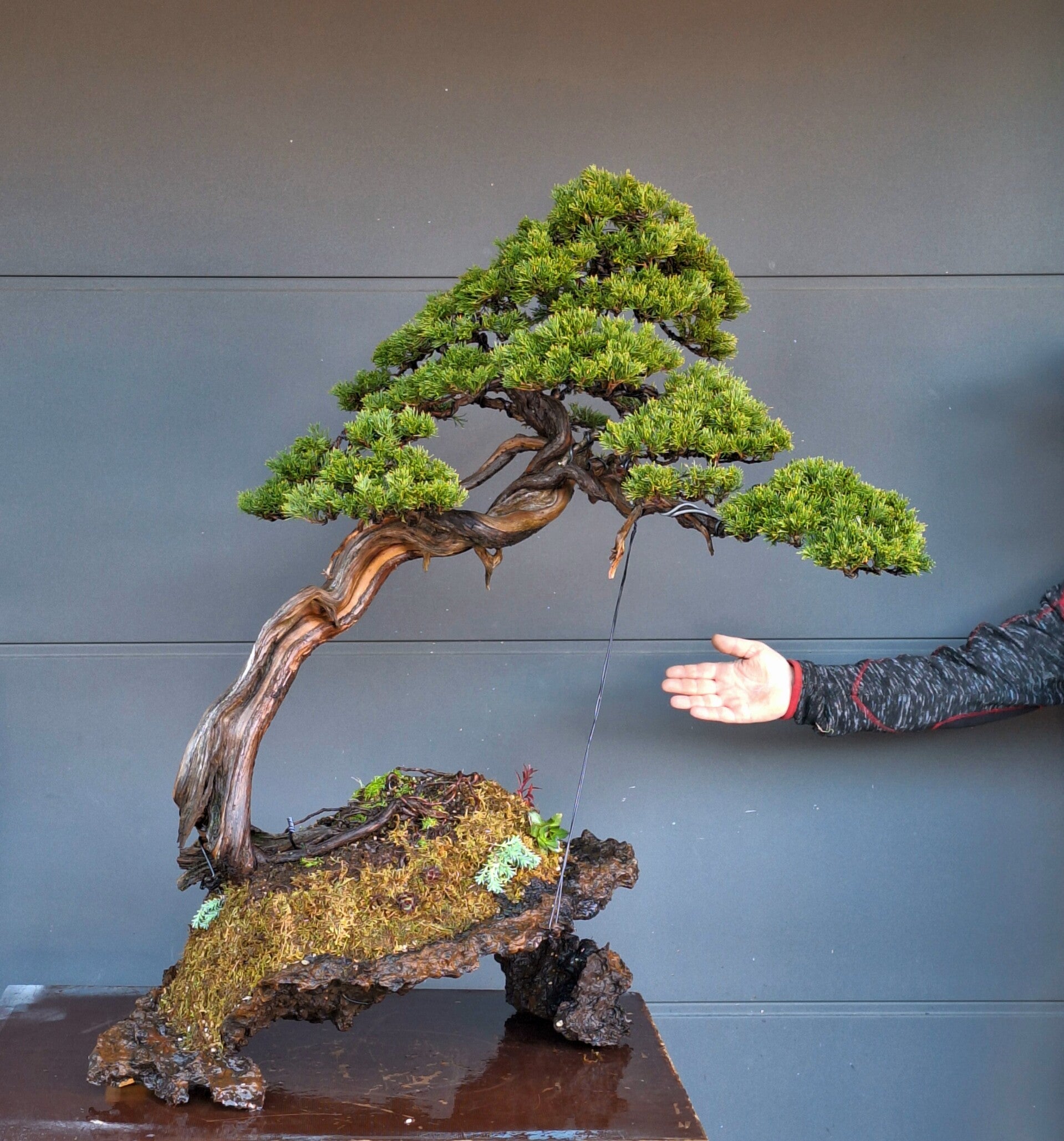 Juniperus Sabina