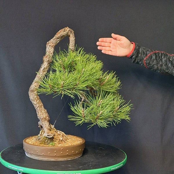 Pinus nigra