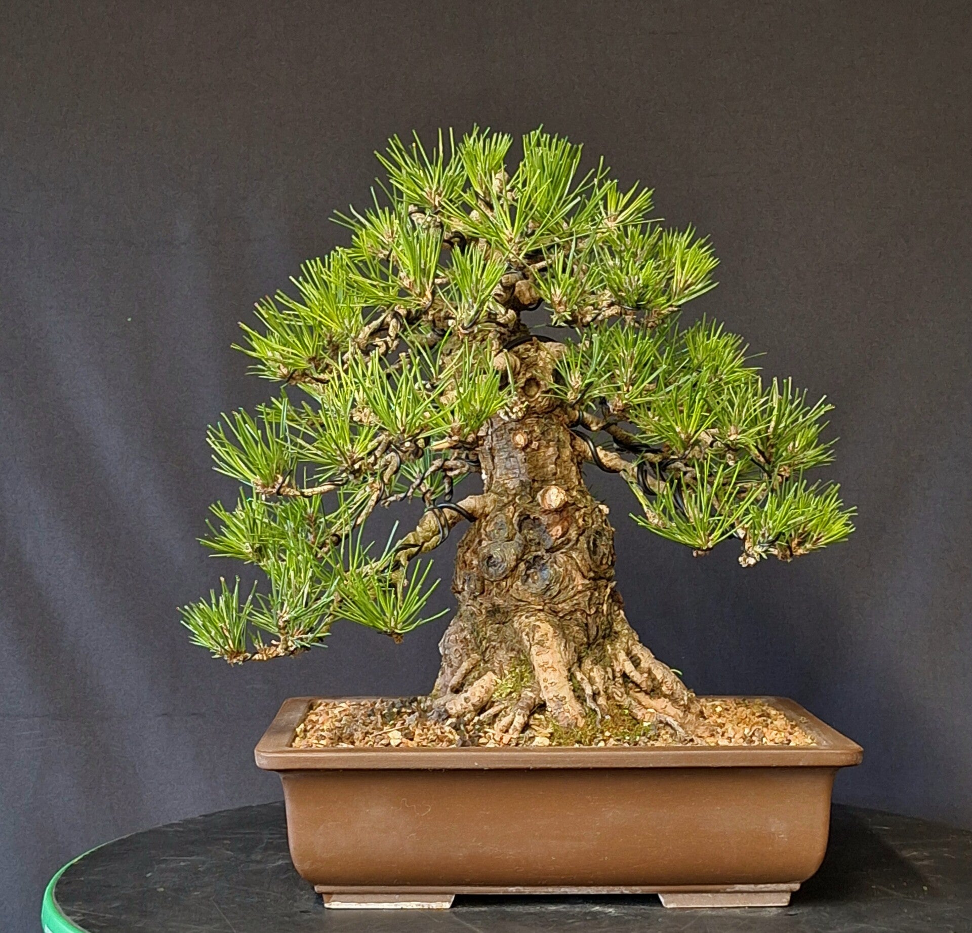 Pinus thunbergii