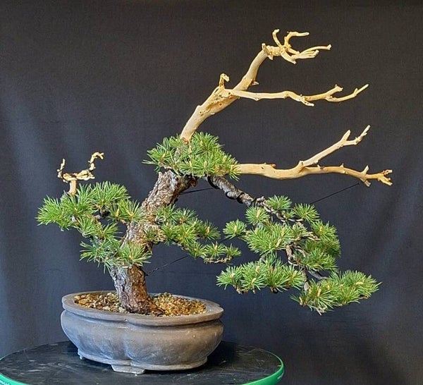 Pinus Sylvestris