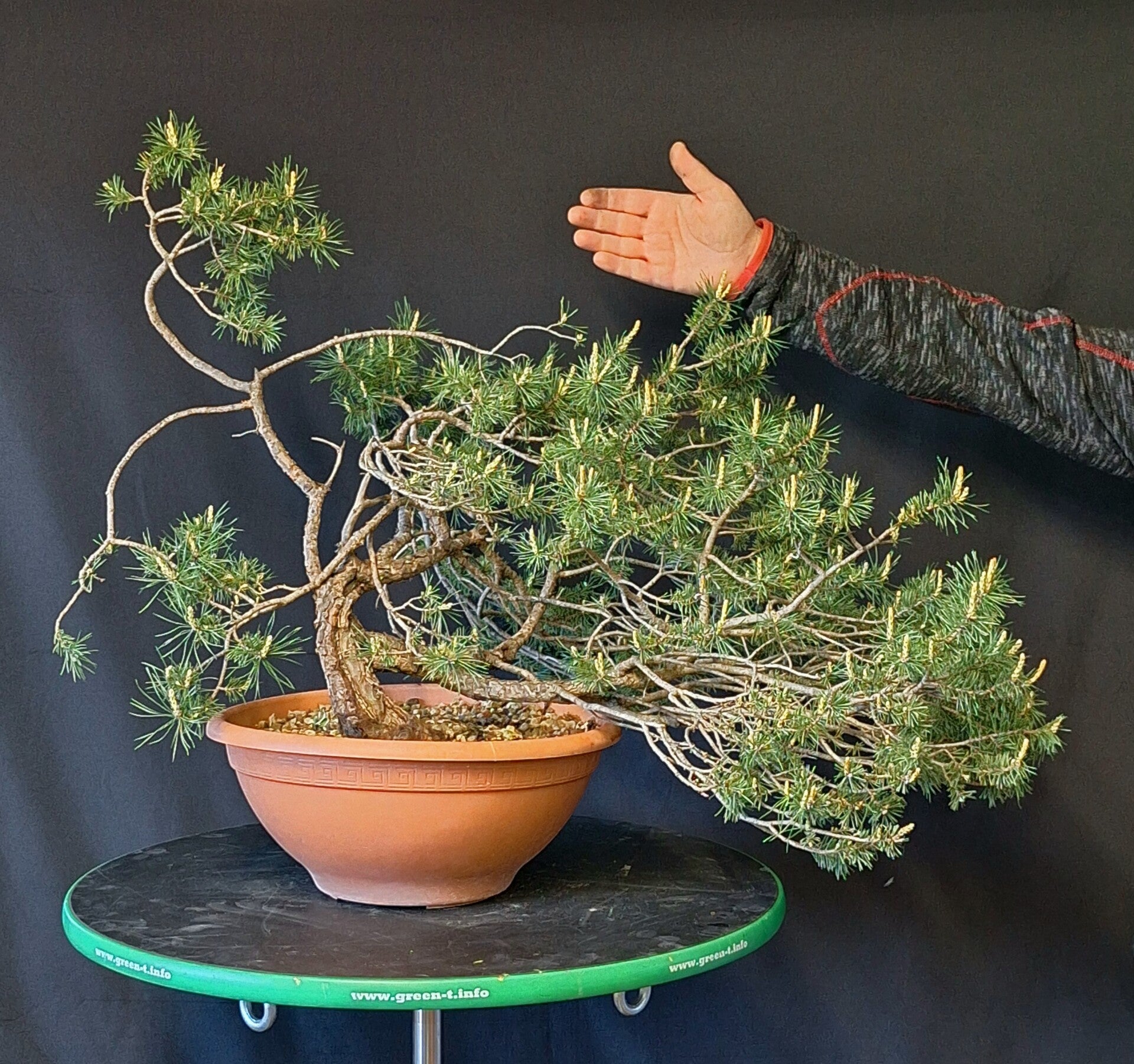 Pinus Sylvestris