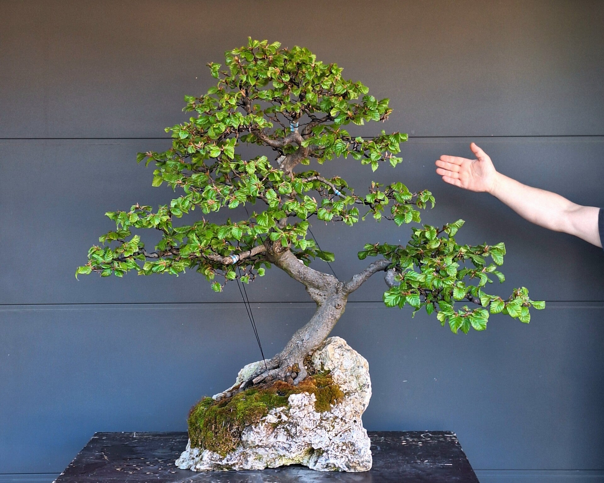 Fagus sylvatrica