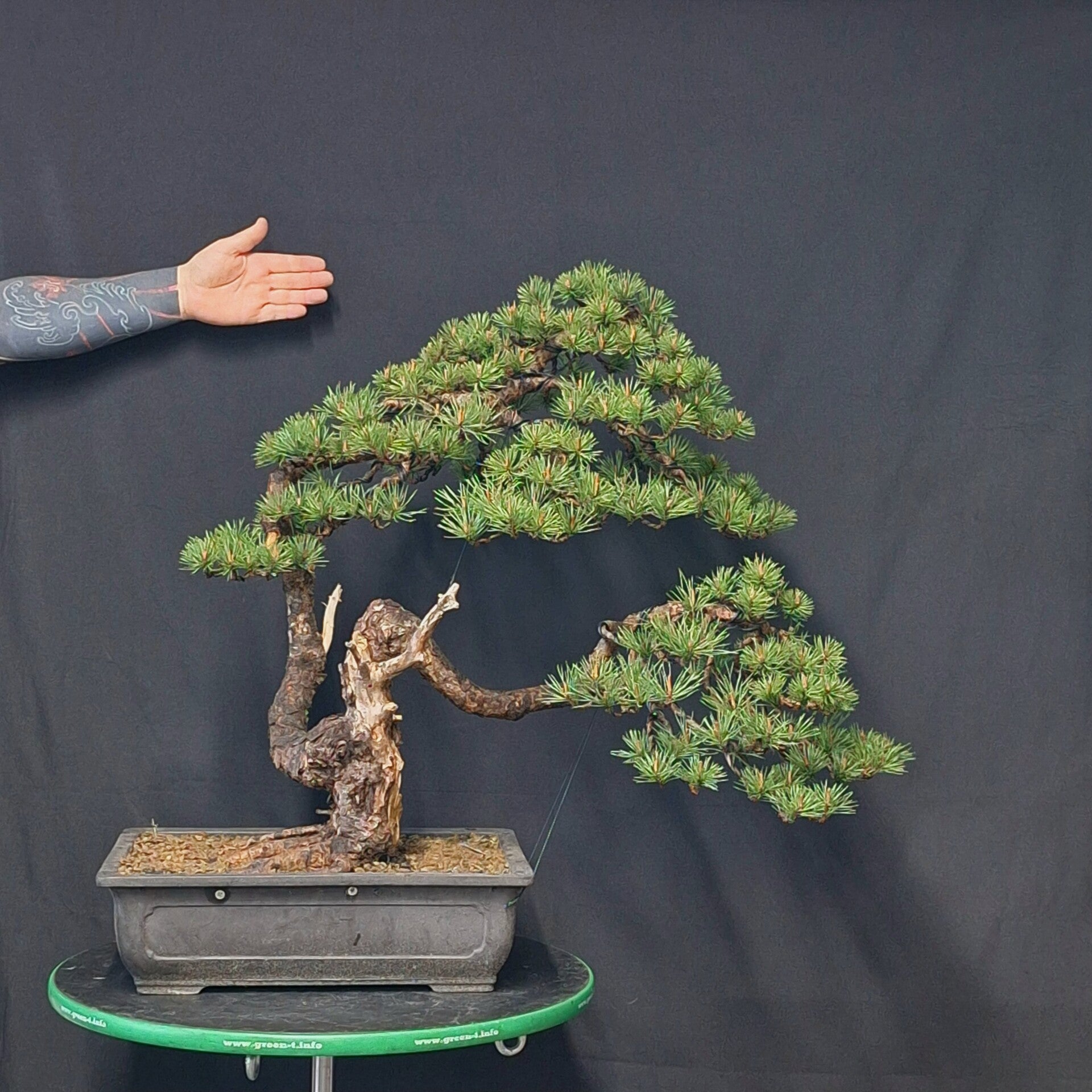 Pinus Sylvestris