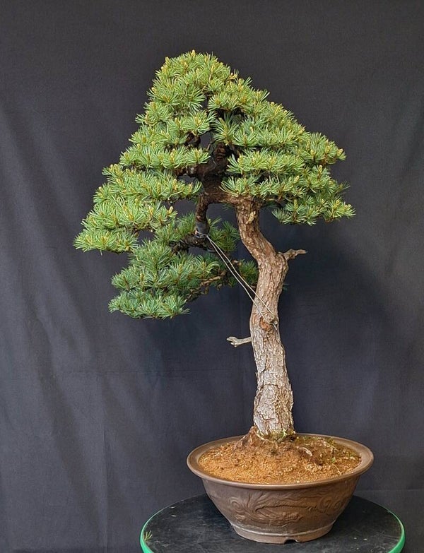 Pinus parviflora