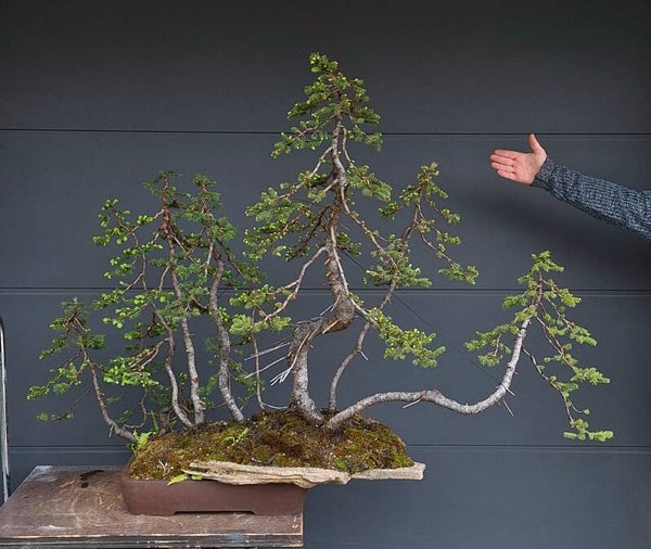 Picea abies
