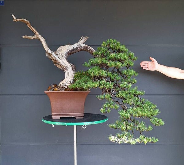 Pinus Mugo