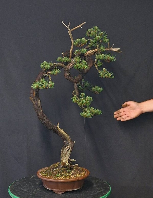 Pinus Mugo uncinata