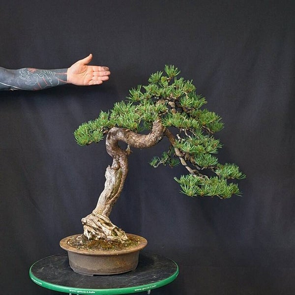 Pinus Mugo