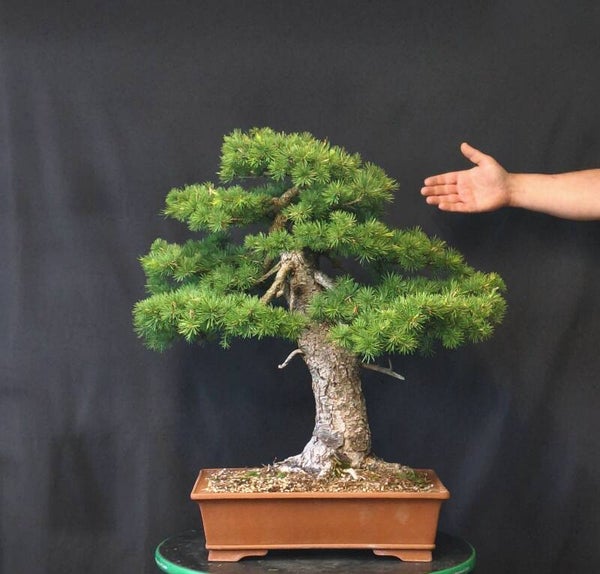 Larix decidua