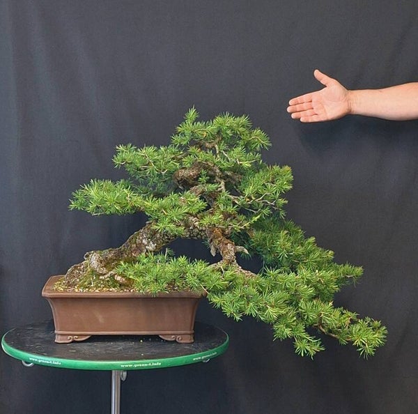 Larix decidua