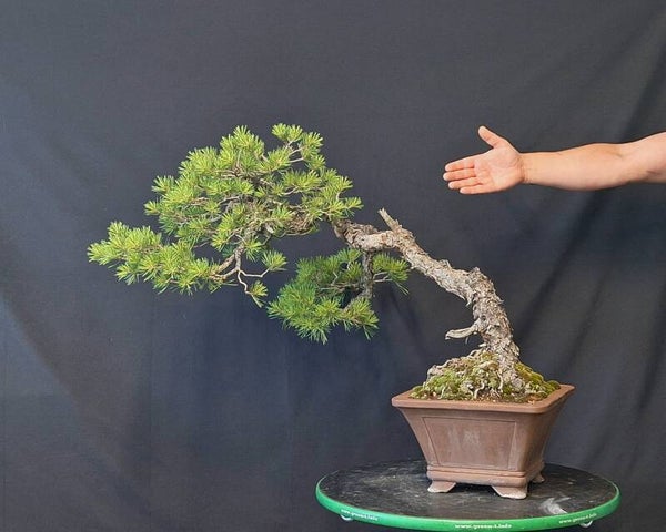 Pinus Sylvestris
