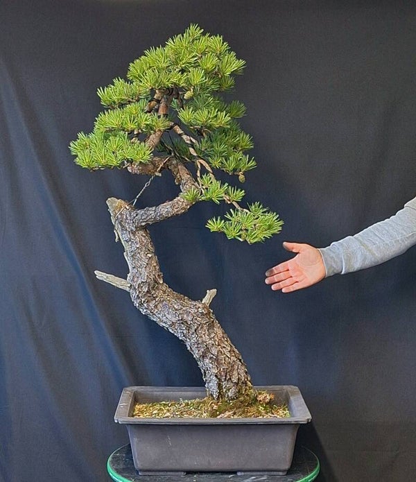 Pinus Sylvestris