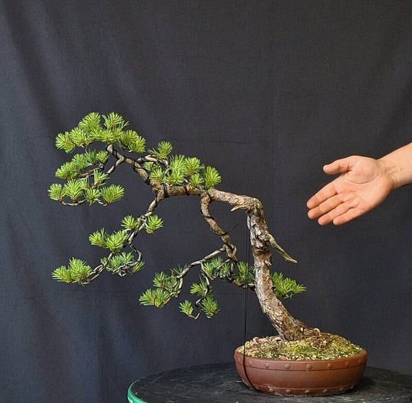 Pinus Sylvestris