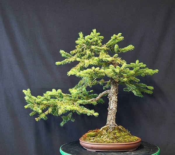 Picea