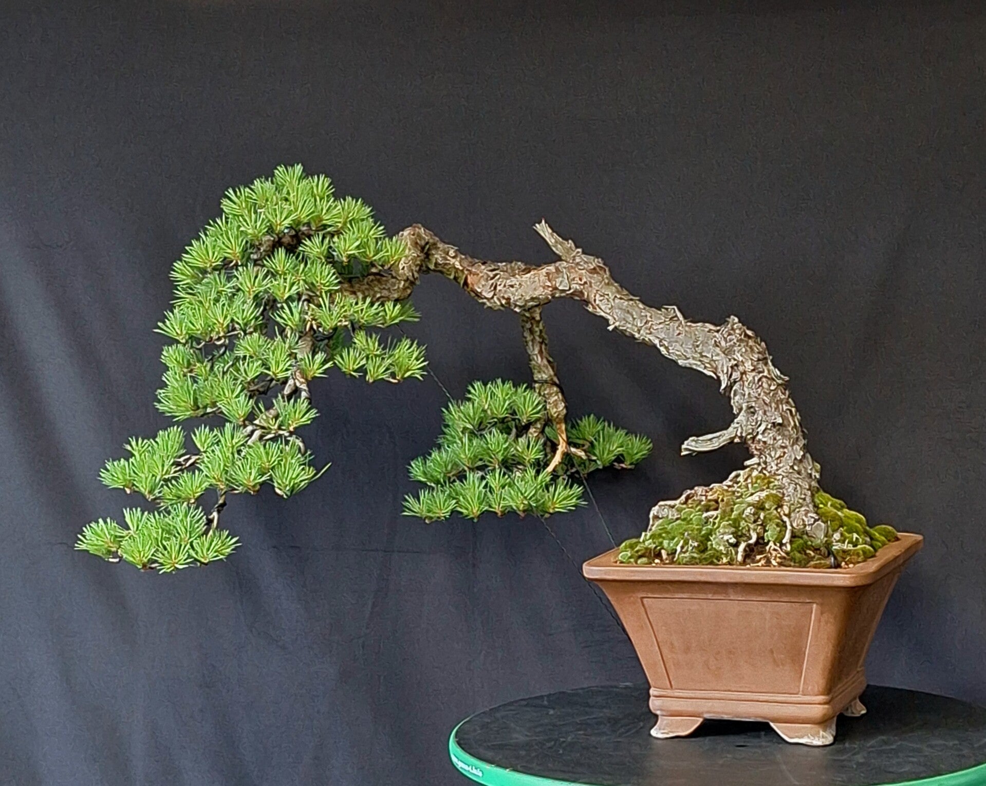 Pinus Sylvestris