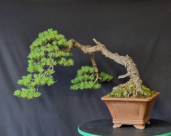 Pinus Sylvestris