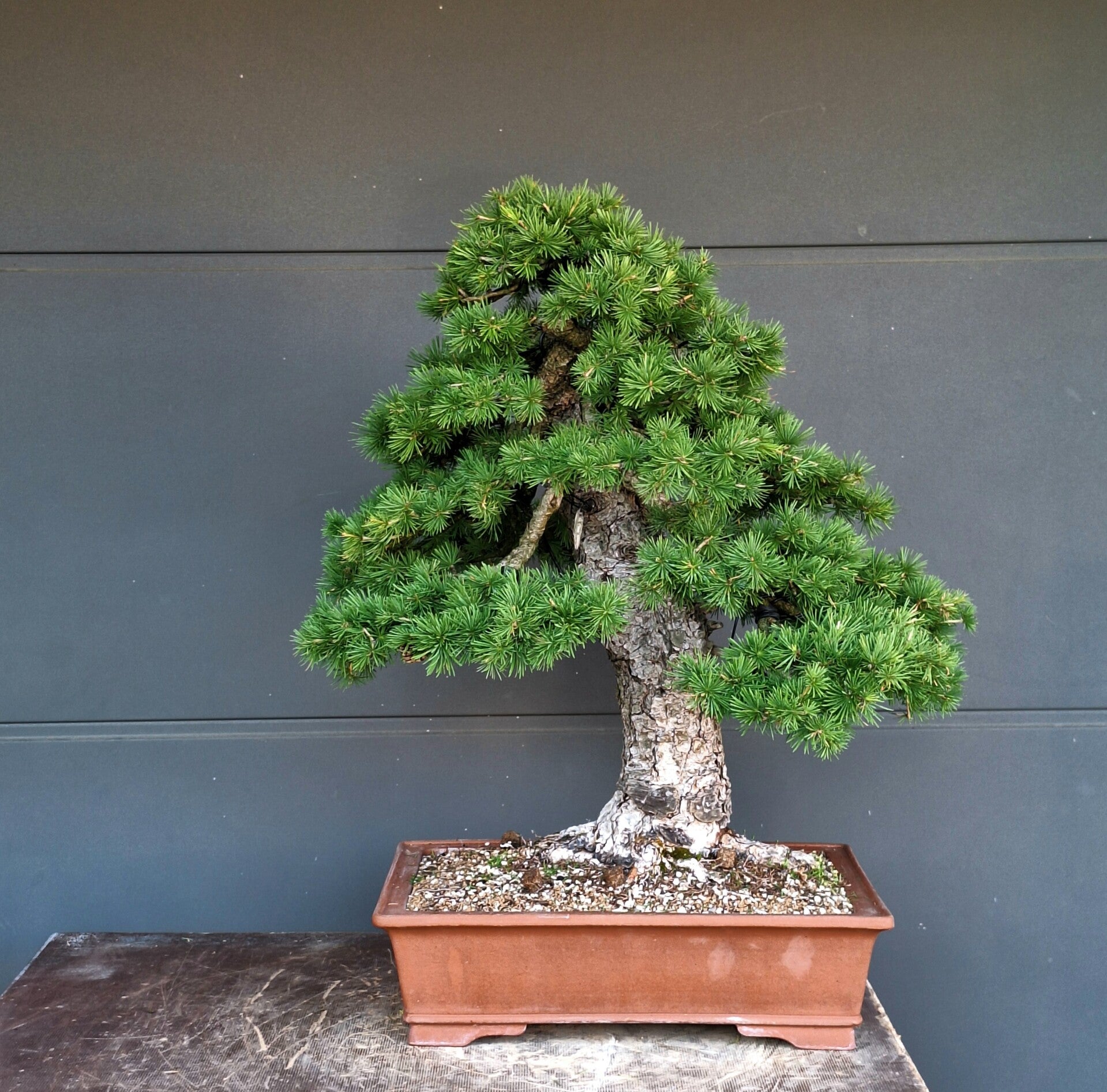 Larix decidua