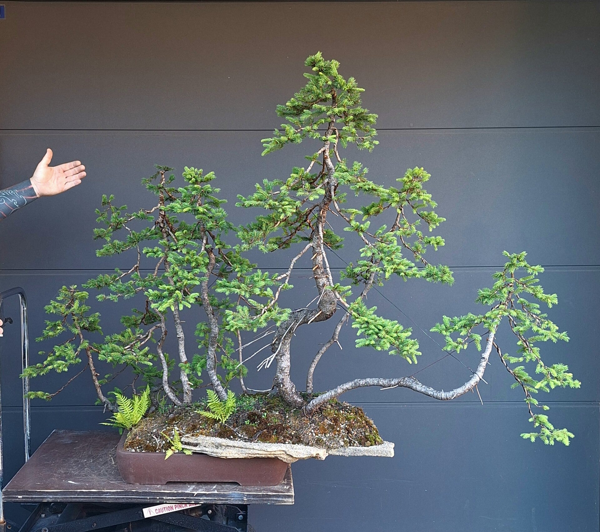 Picea abies