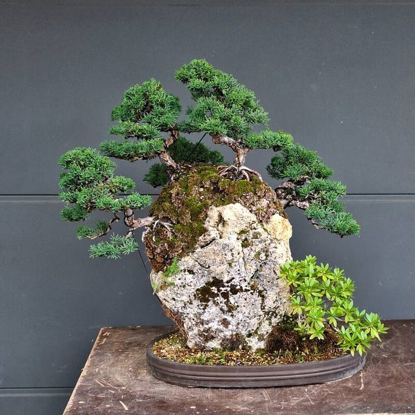 Juniperus chin. Kyushu