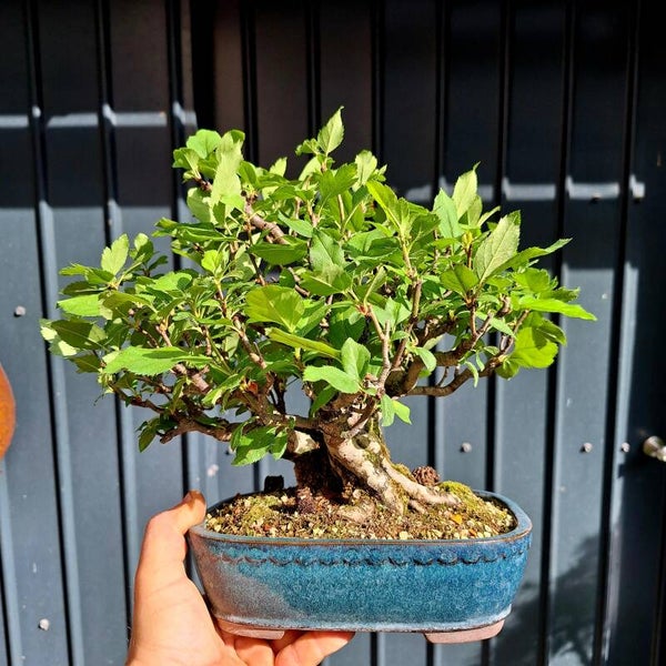 Malus toringo Premium Shohin