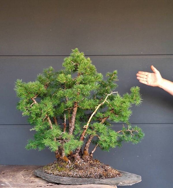 Larix decidua