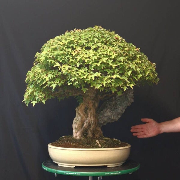 Acer buergerianum Ishizuki