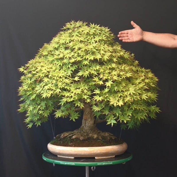 Acer palmatum Yamamomiji