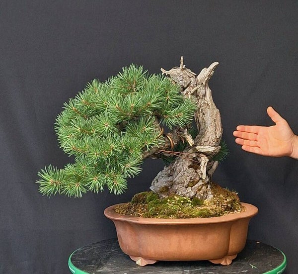 Pinus Sylvestris