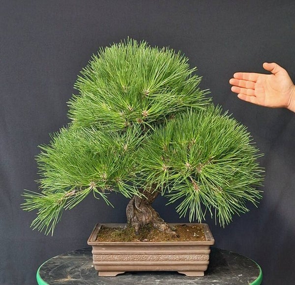 Pinus thunbergii