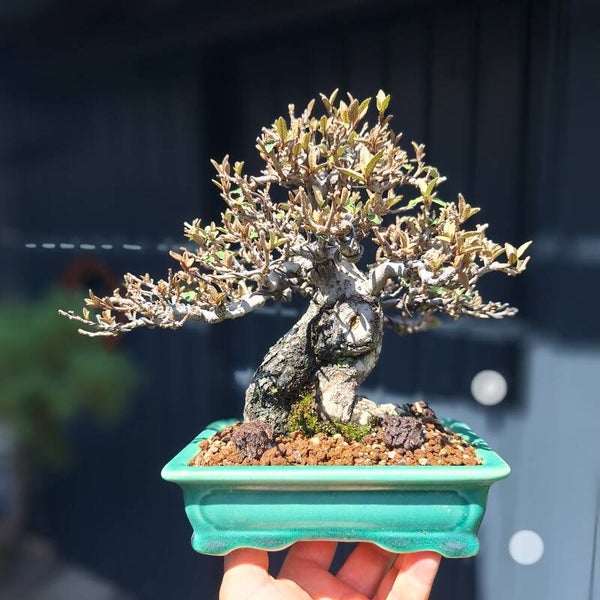 Elaeagnus Premium Shohin