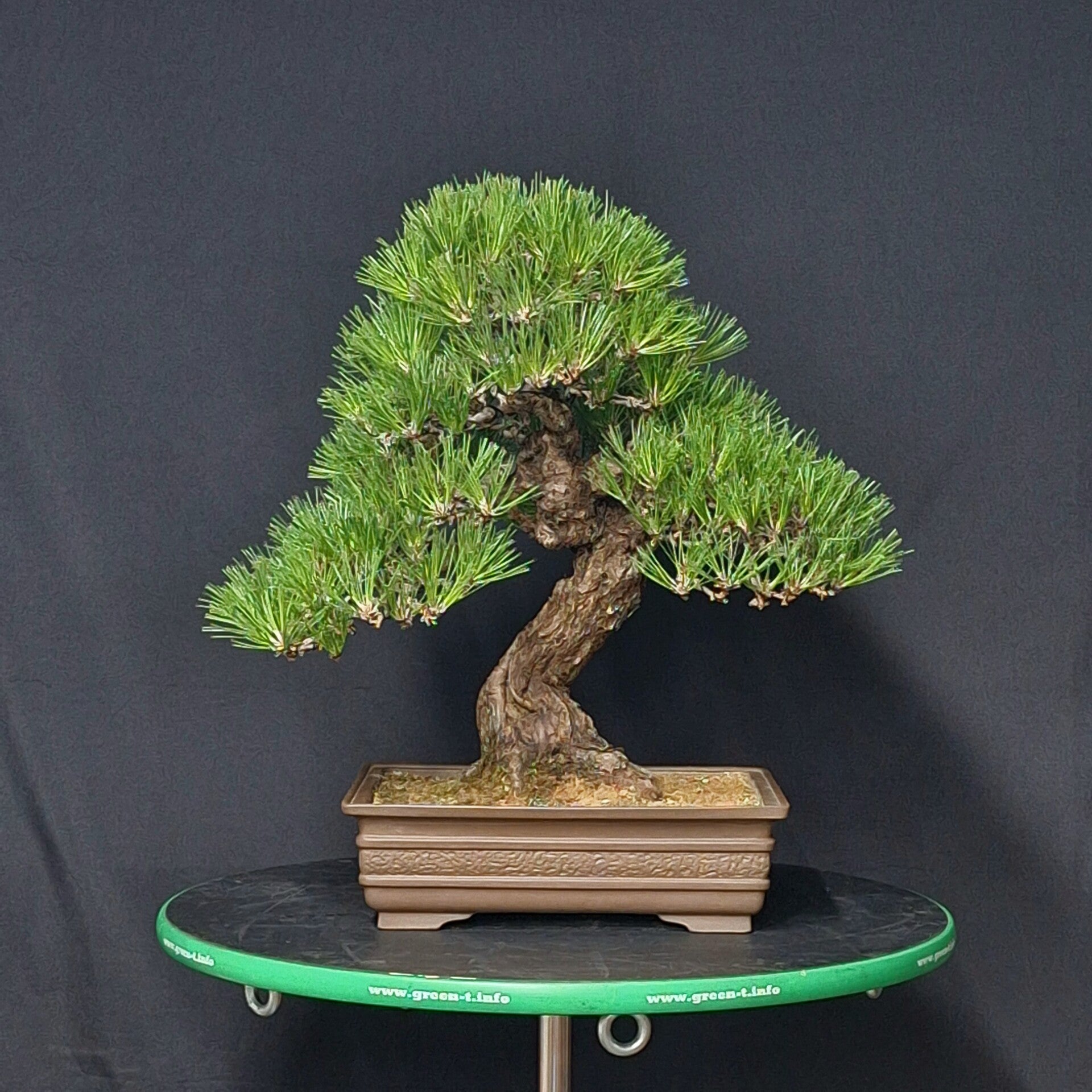 Pinus thunbergii