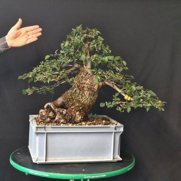 Ulmus procera