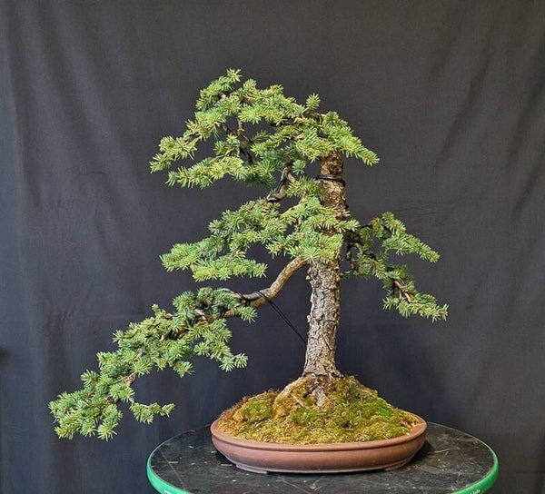 Picea