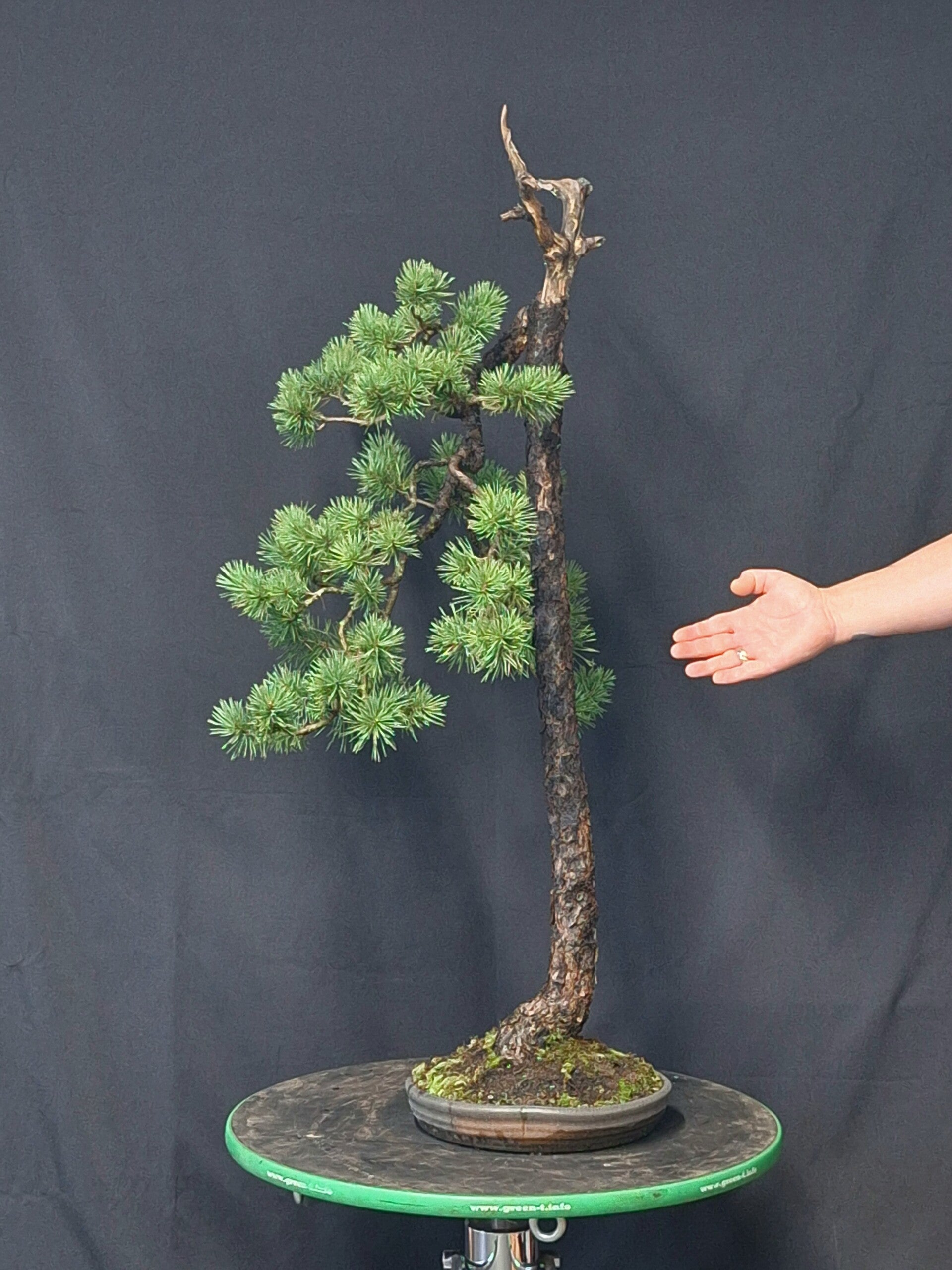 Pinus Sylvestris