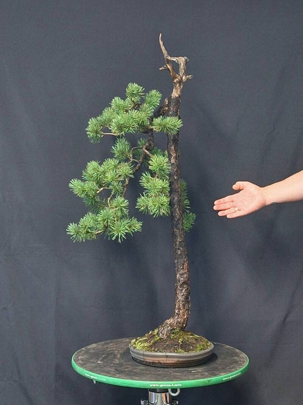 Pinus Sylvestris