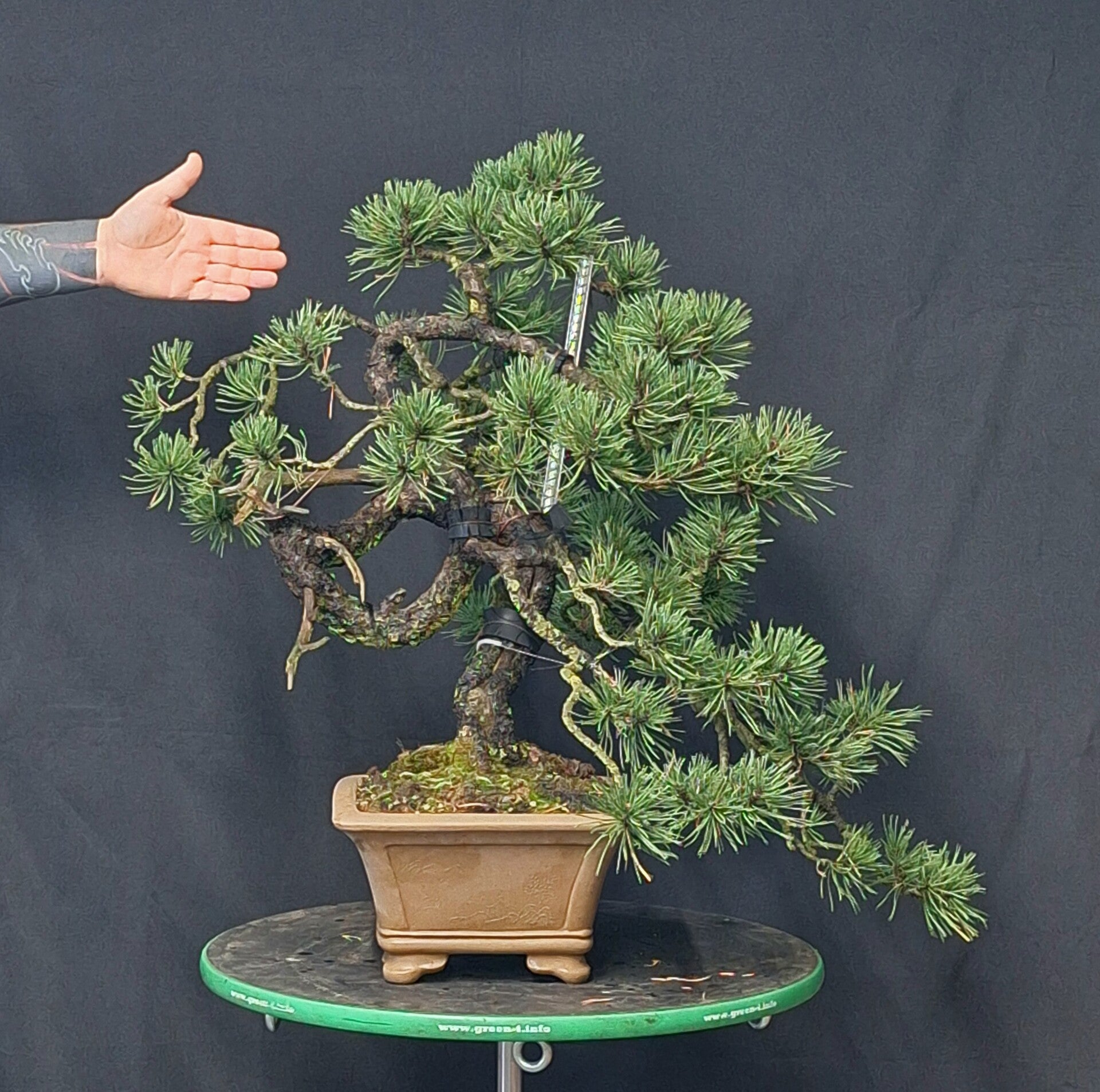 Pinus Mugo