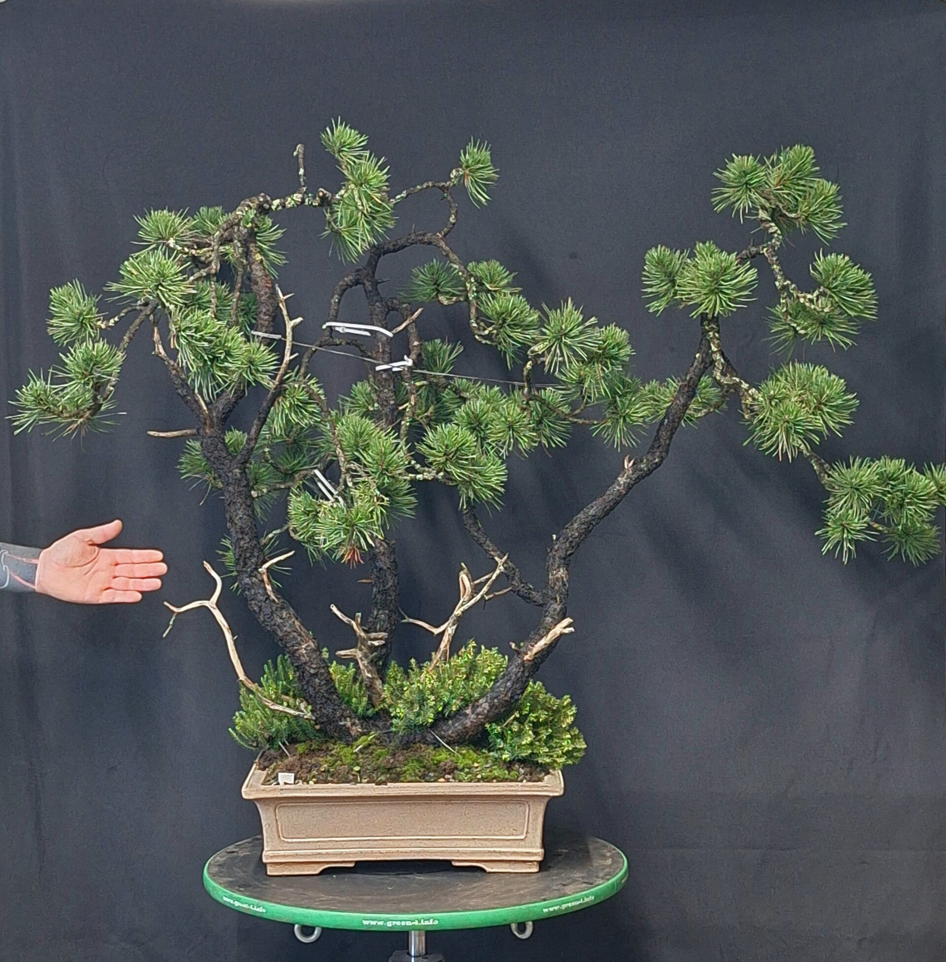 Pinus Mugo Uncinata