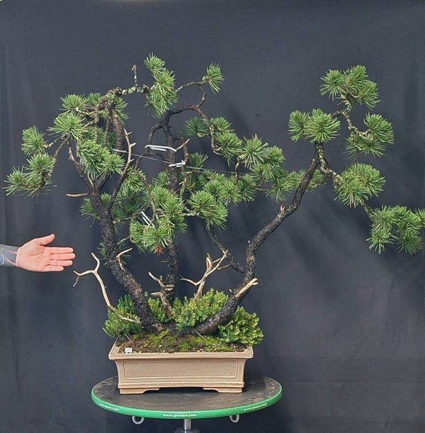 Pinus Mugo Uncinata
