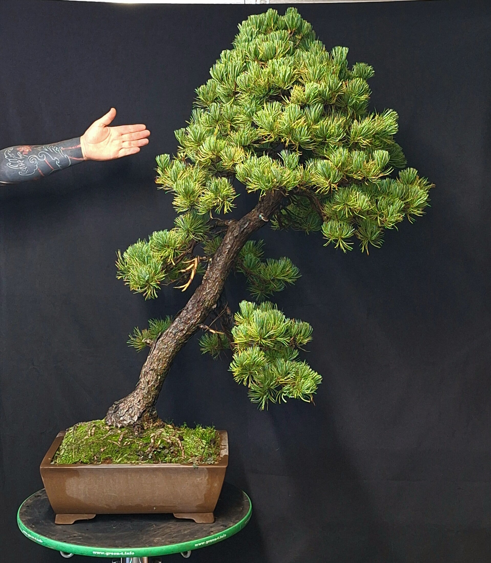Pinus pentaphylla