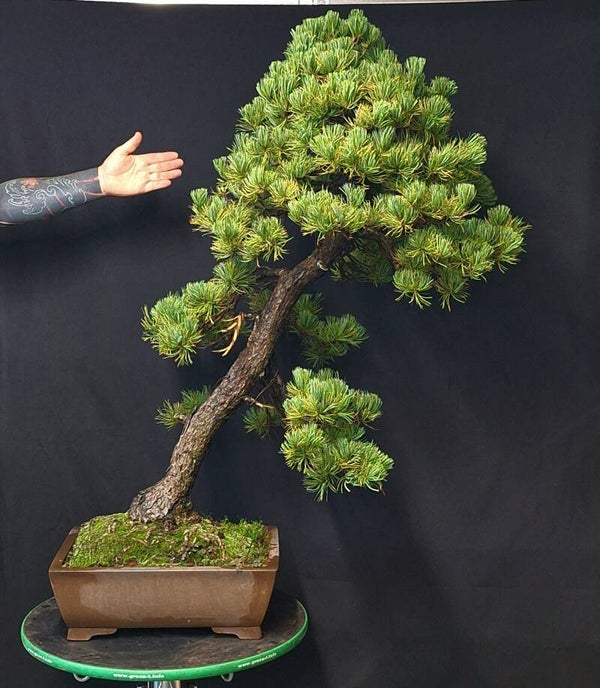 Pinus pentaphylla