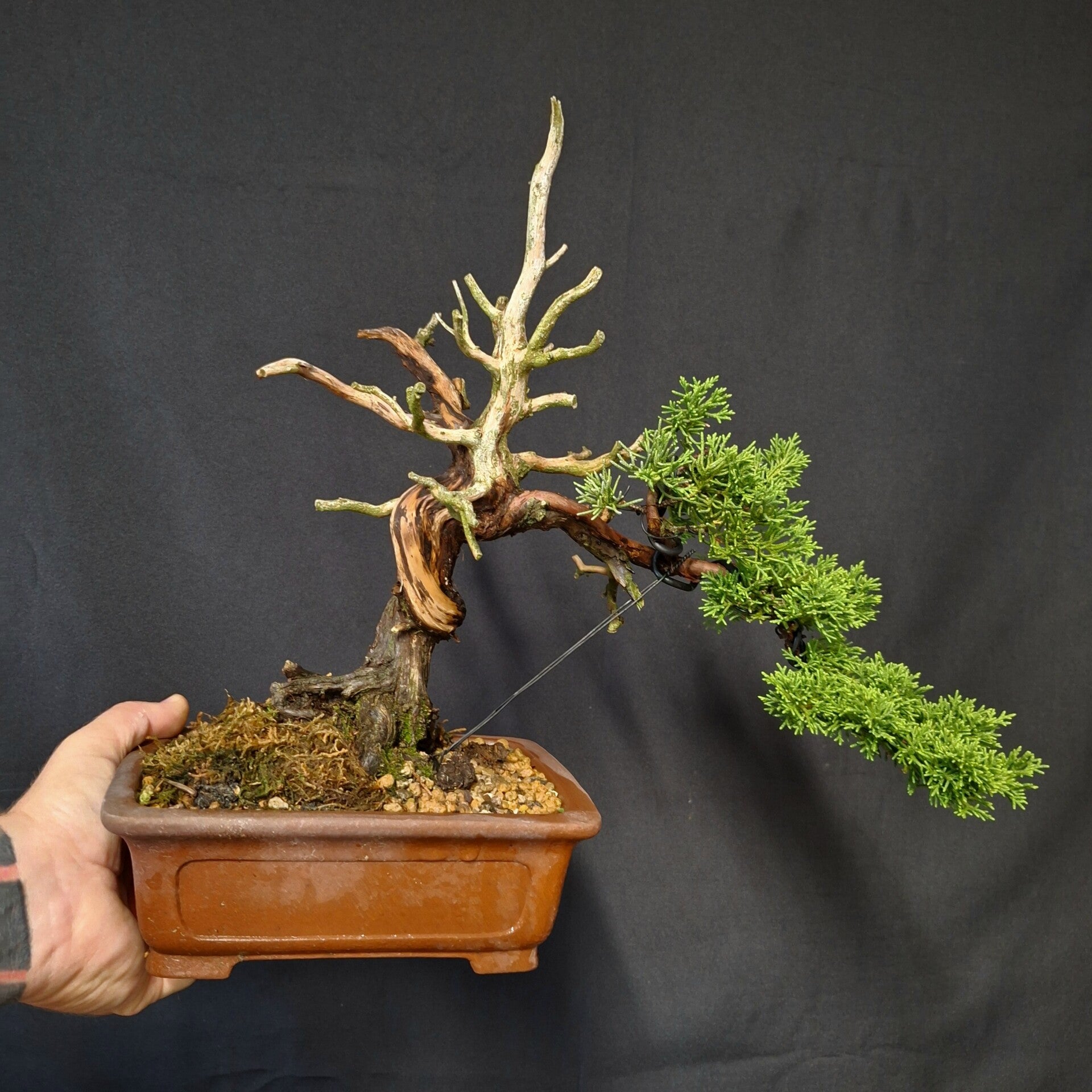 Juniperus chinensis Itoigawa