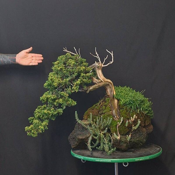 Juniperus Sabina