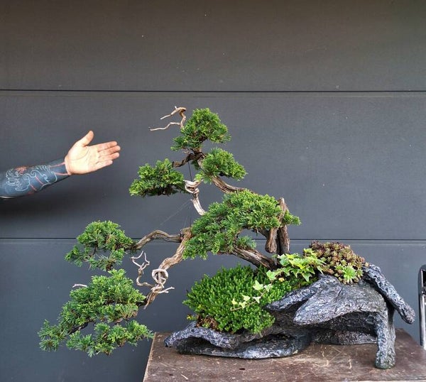 Juniperus Sabina