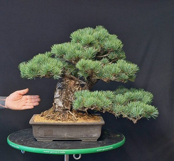 Pinus parviflora