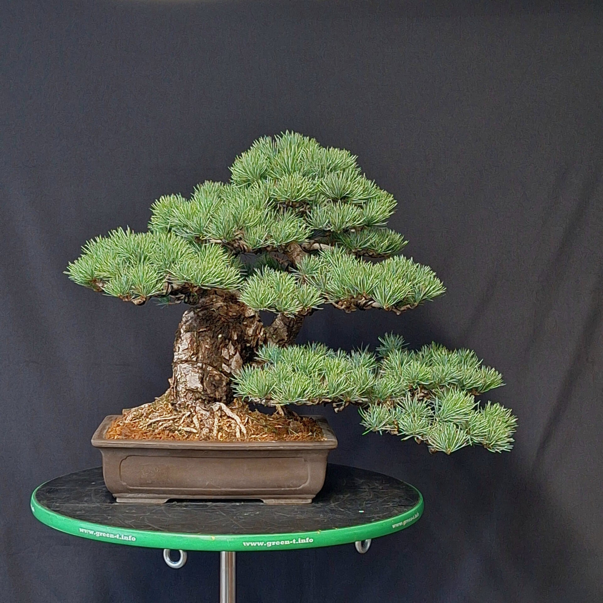 Pinus parviflora