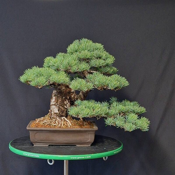 Pinus parviflora