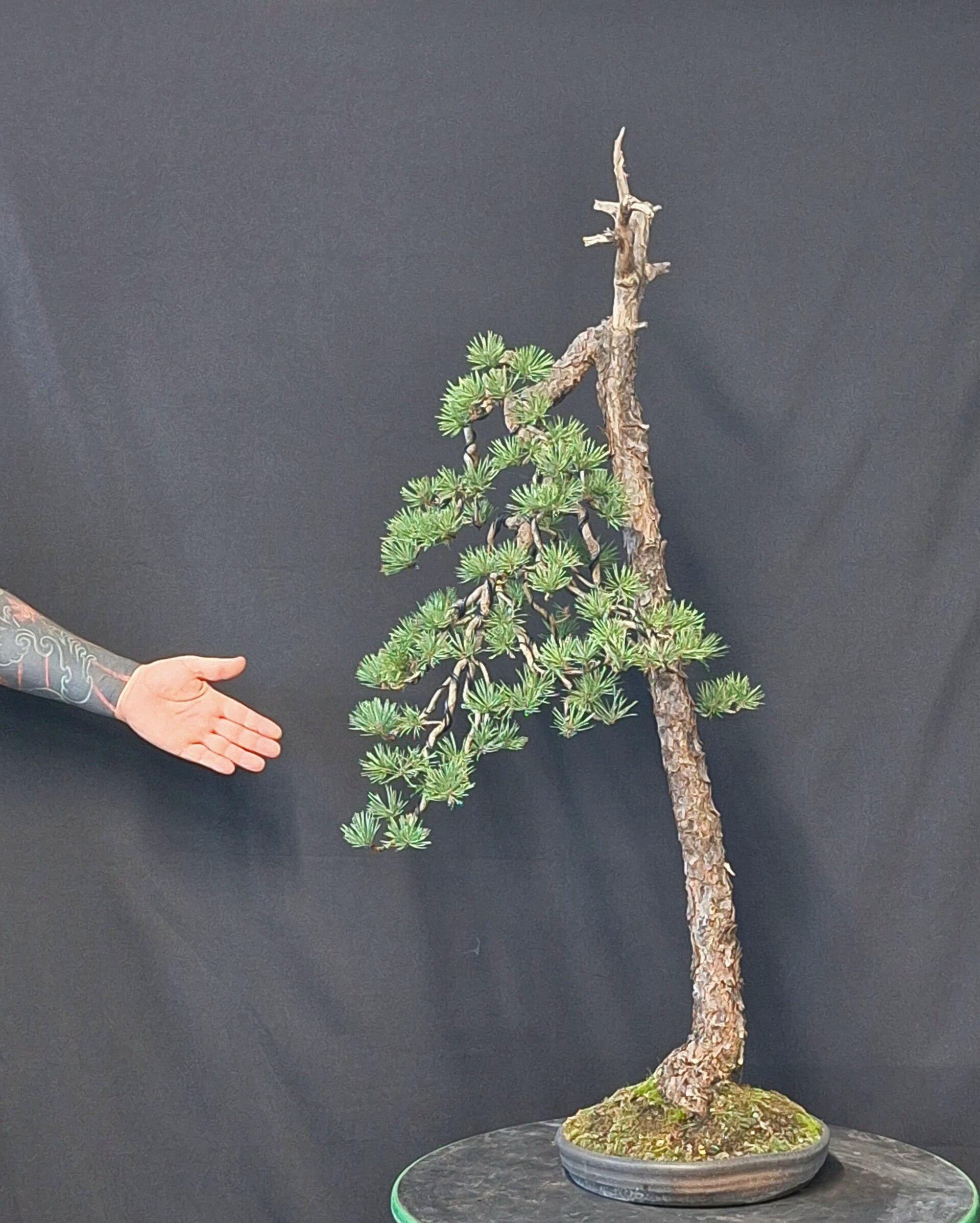 Pinus Sylvestris